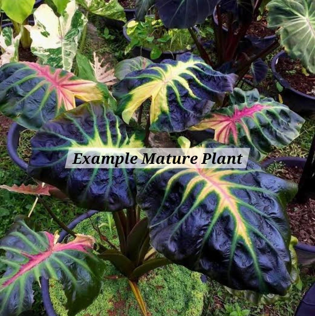 Colocasia Tossaken