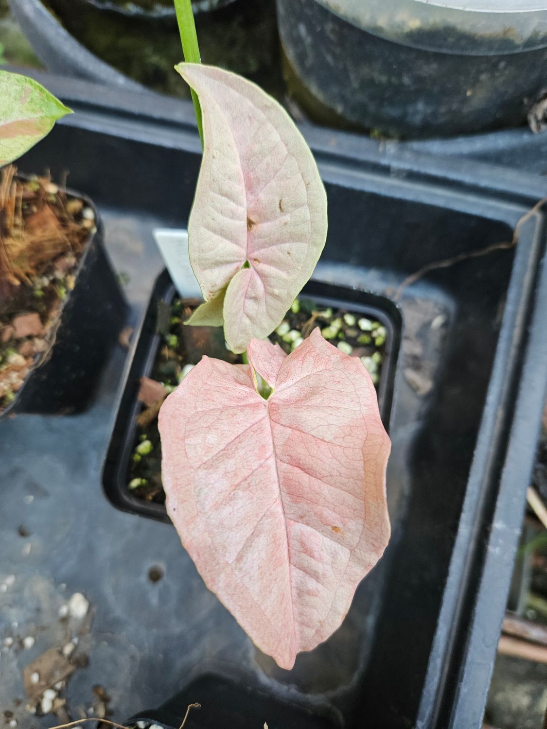 Syngonium Milk Confetti Mutation