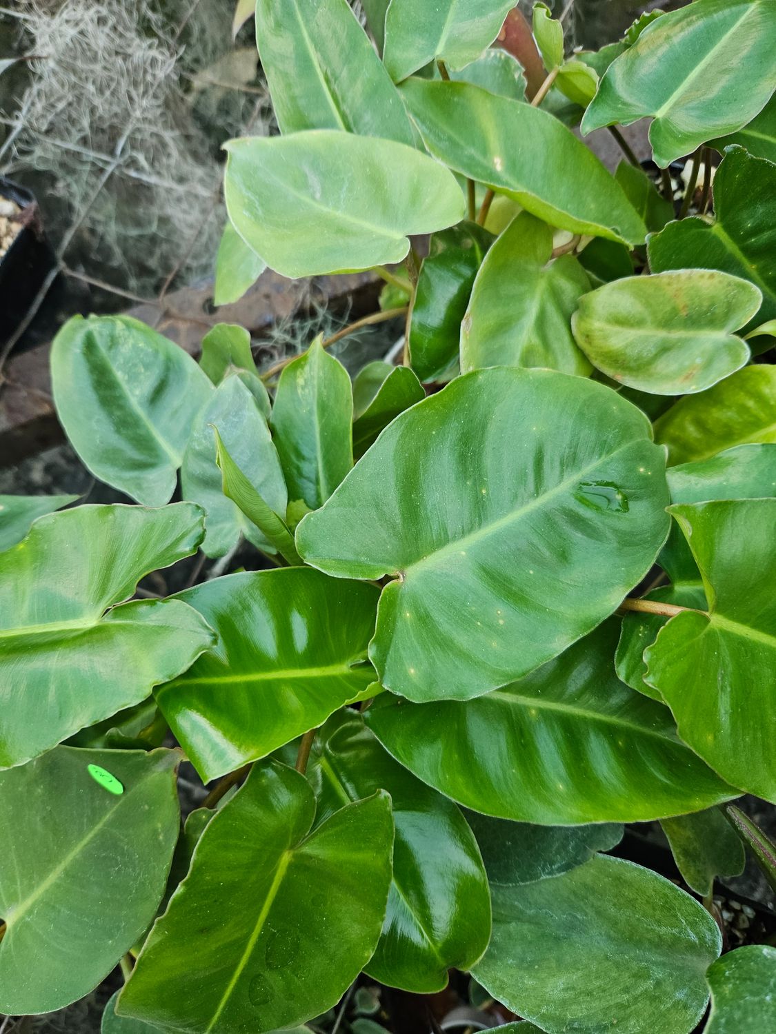 Philodendron Jose Buono Reverted (Green) Philodendron Jose Buono Reverted (Green)