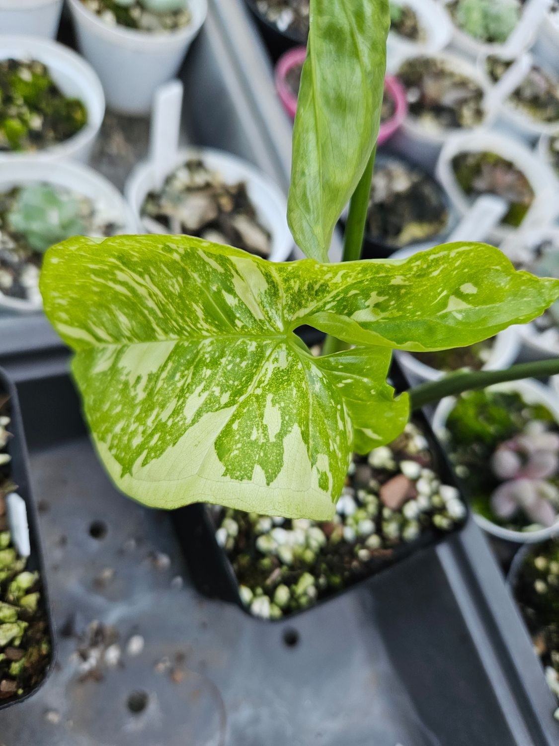 Syngonium Panda Galaxy