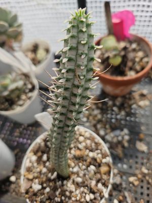 Euphorbia Mammilaris