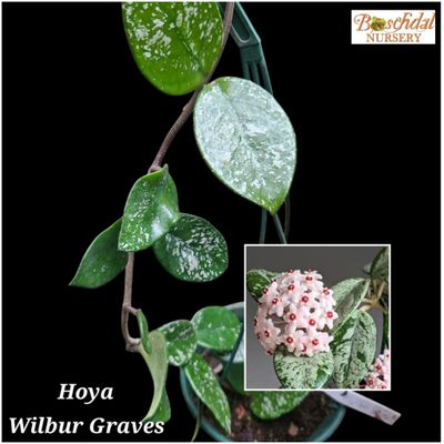 Hoya Wilbur Graves