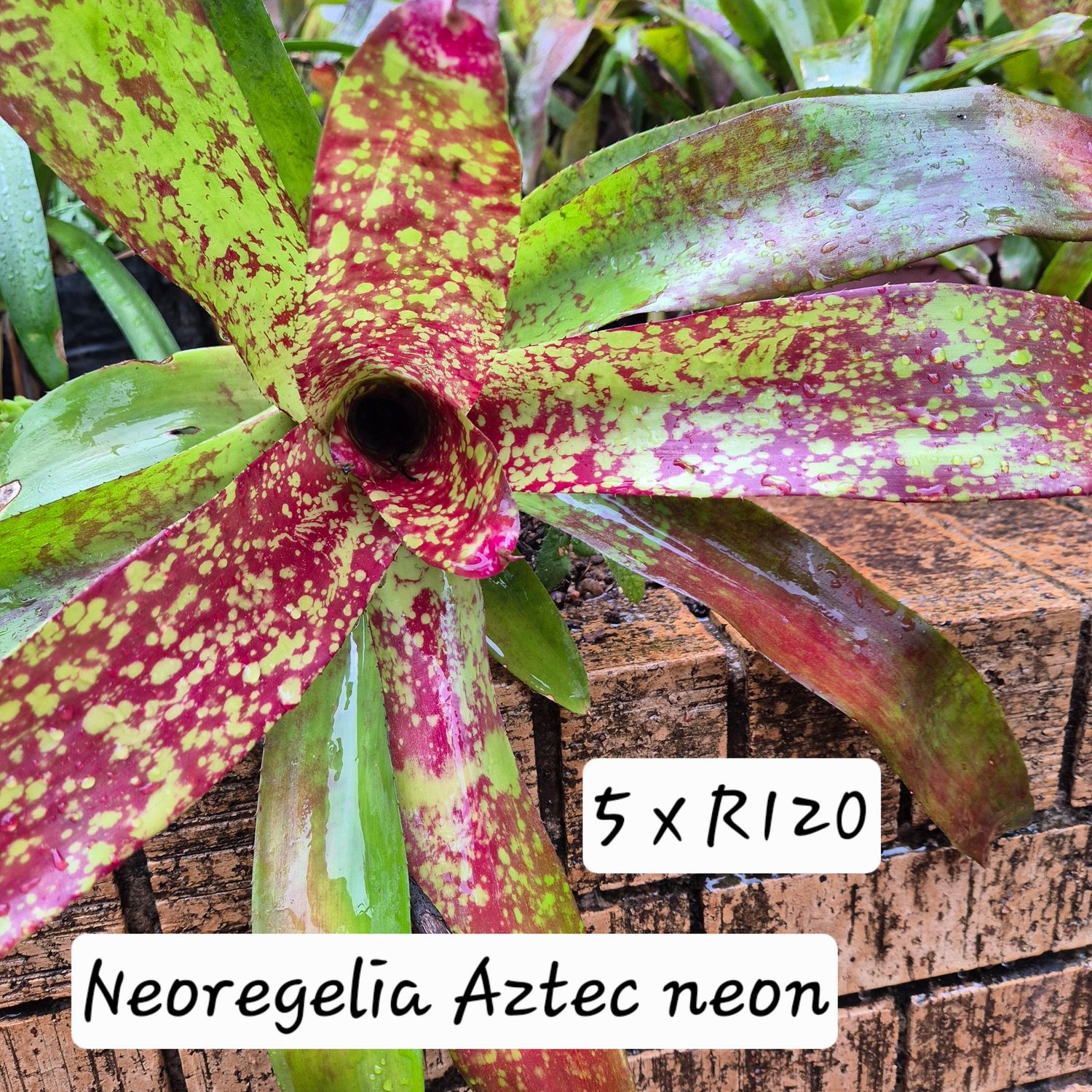 Neoregelia Aztec Neon