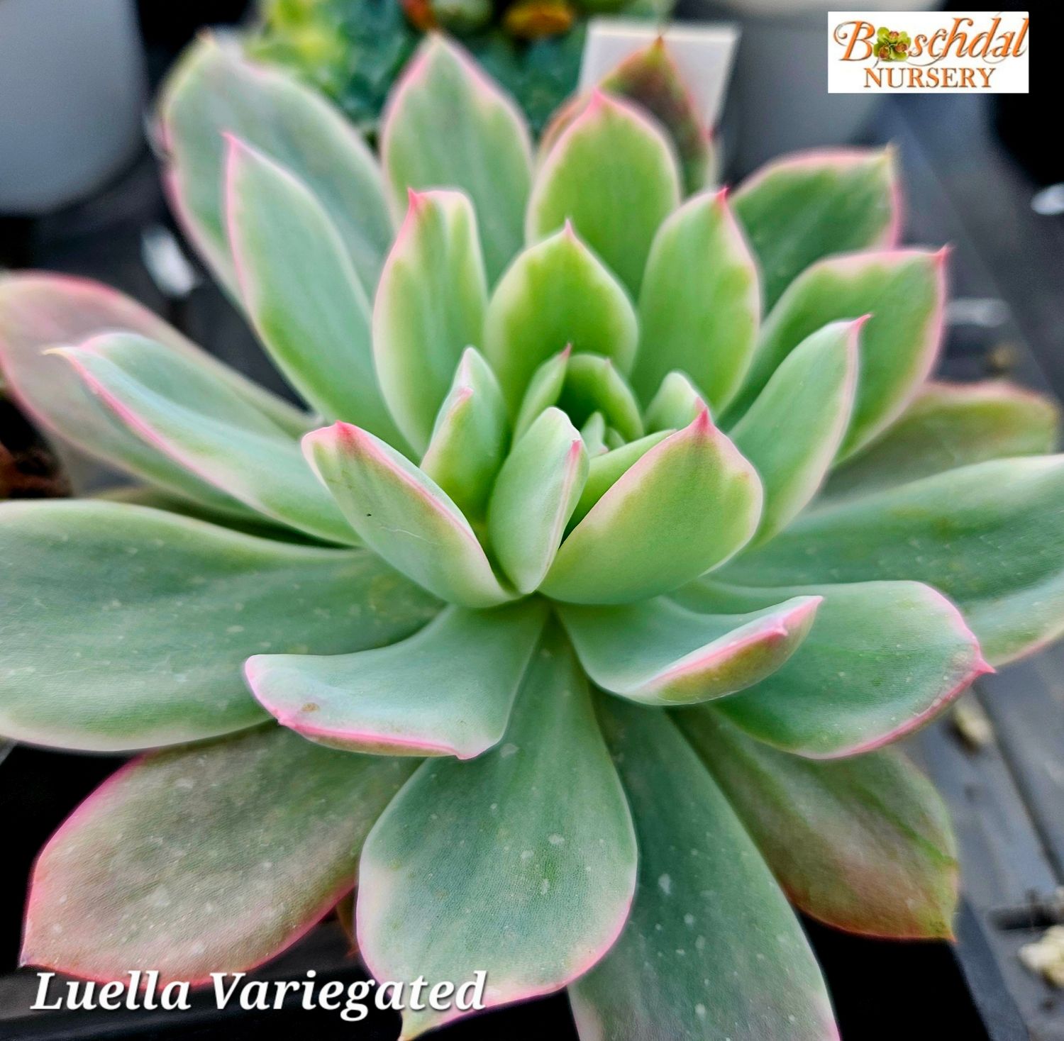 Echeveria Luella Variegated