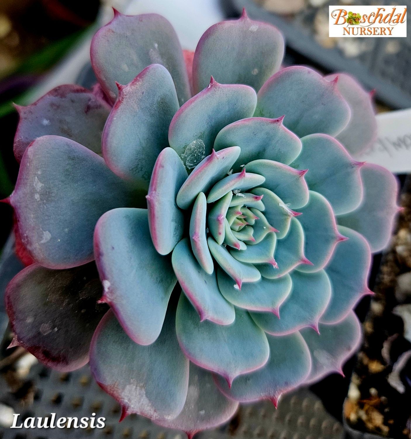 Echeveria Laulensis
