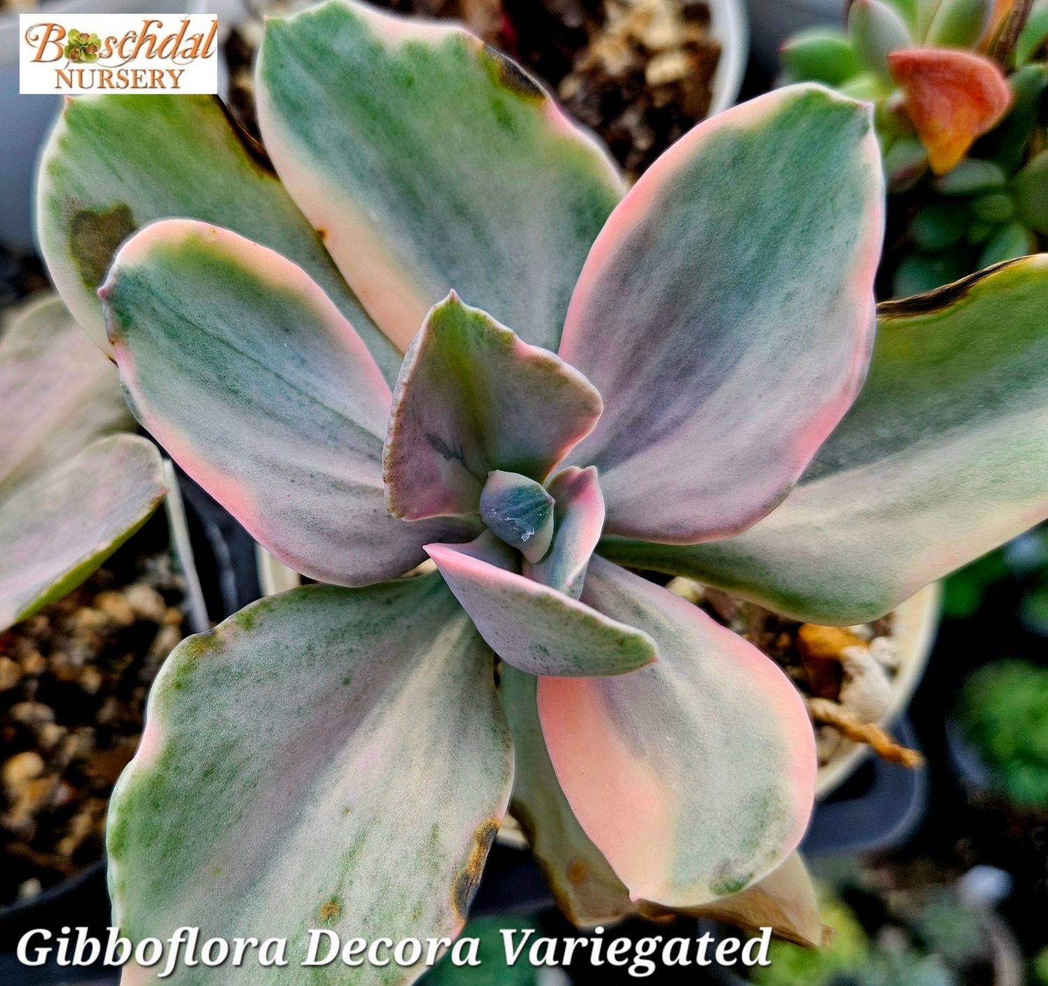 Echeveria Decora Variegated