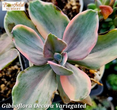 Echeveria Decora Variegated