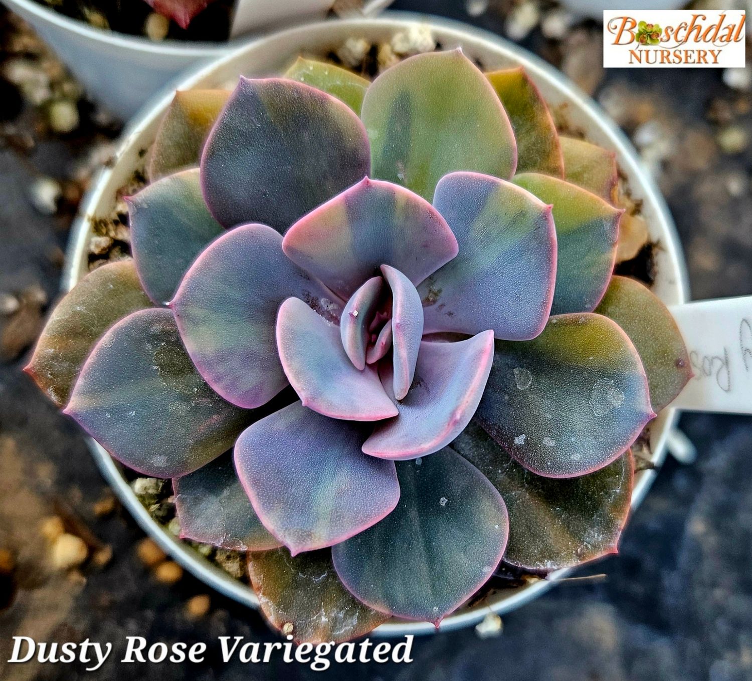 Echeveria Dusty Rose Variegated