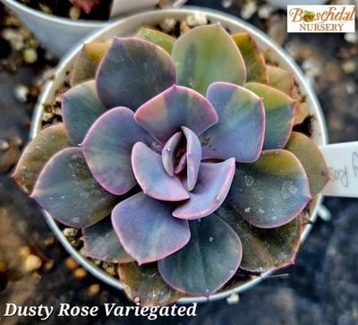 Echeveria Dusty Rose Variegated
