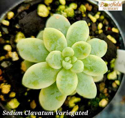 Sedum Clavatum Variegated