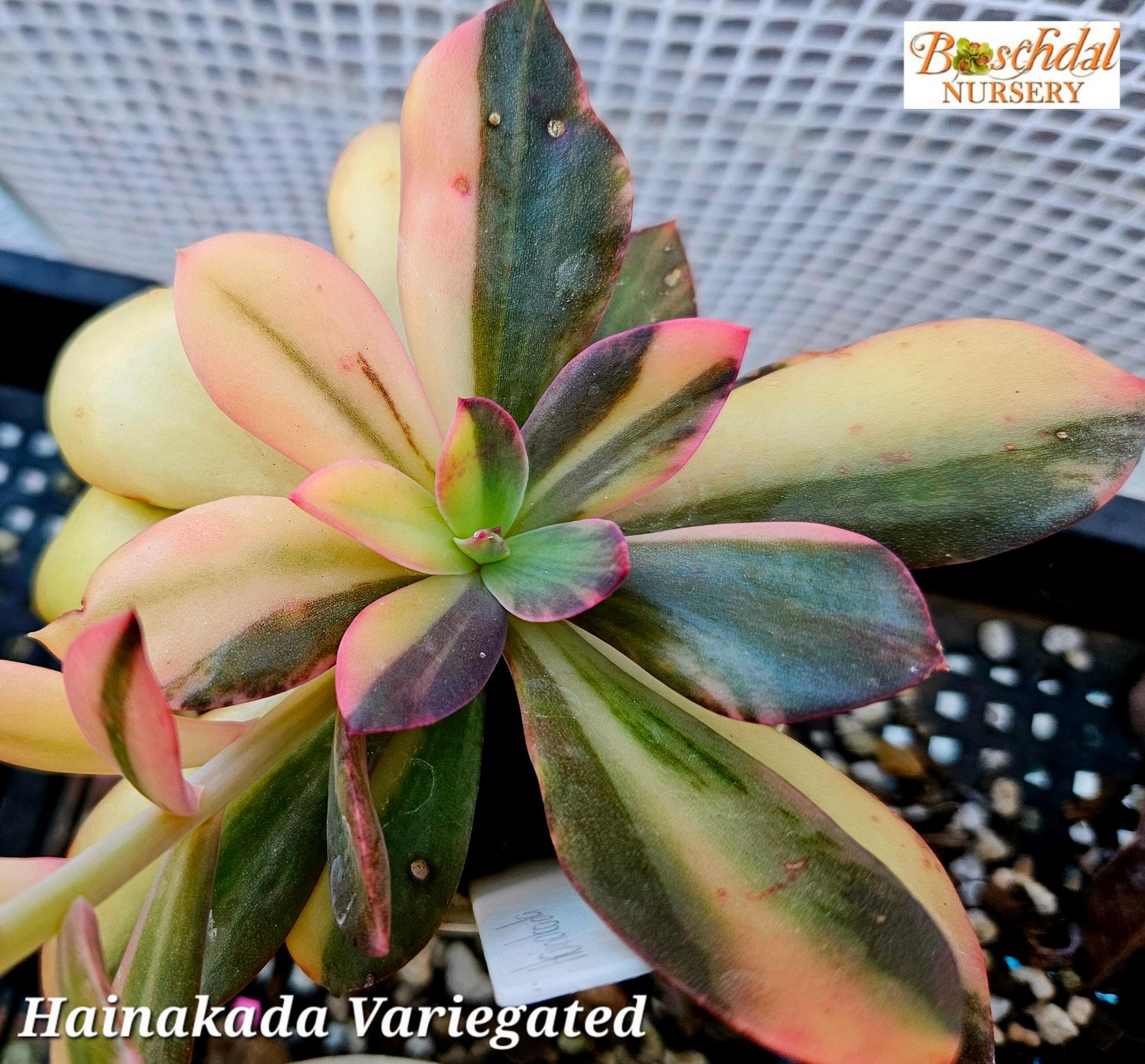 Echeveria cv. Hanaikada variegated