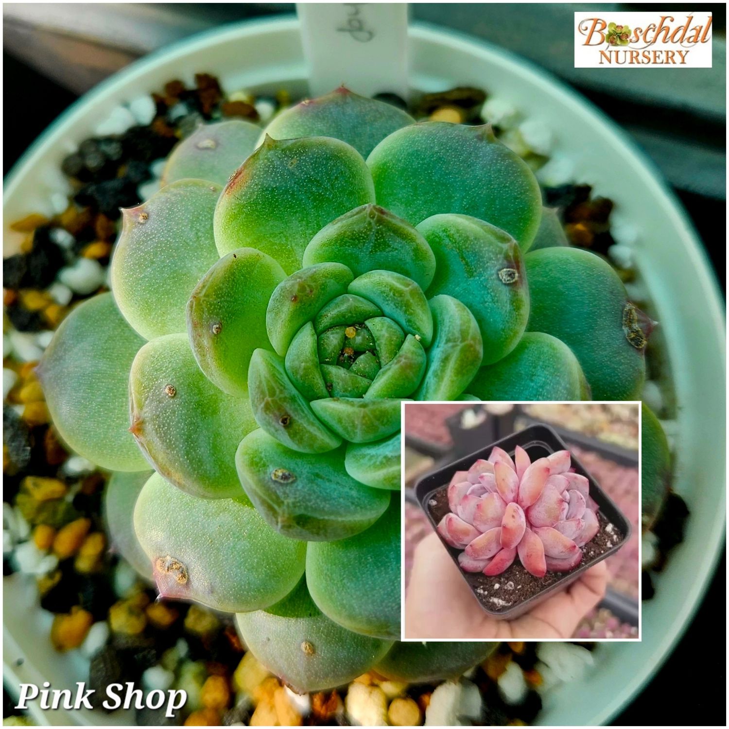 Echeveria Pink Shop