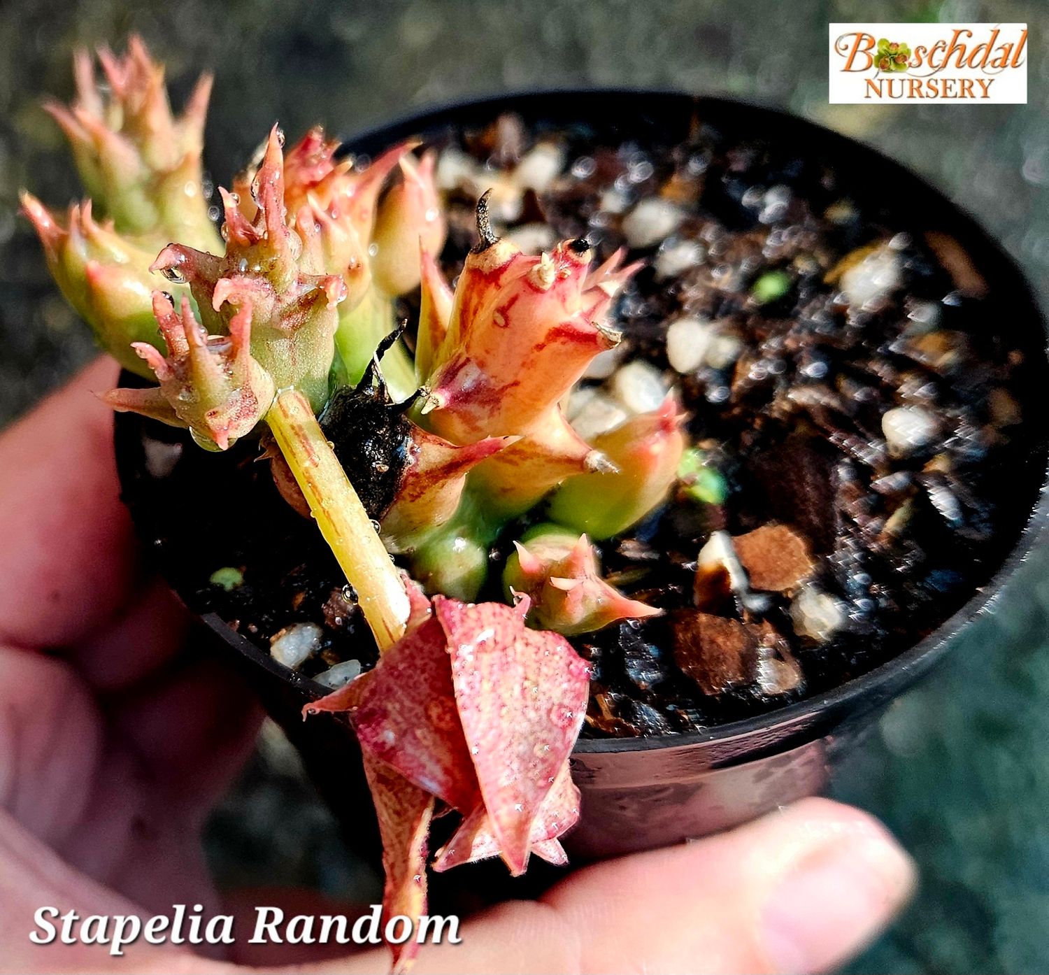 Stapelia Random