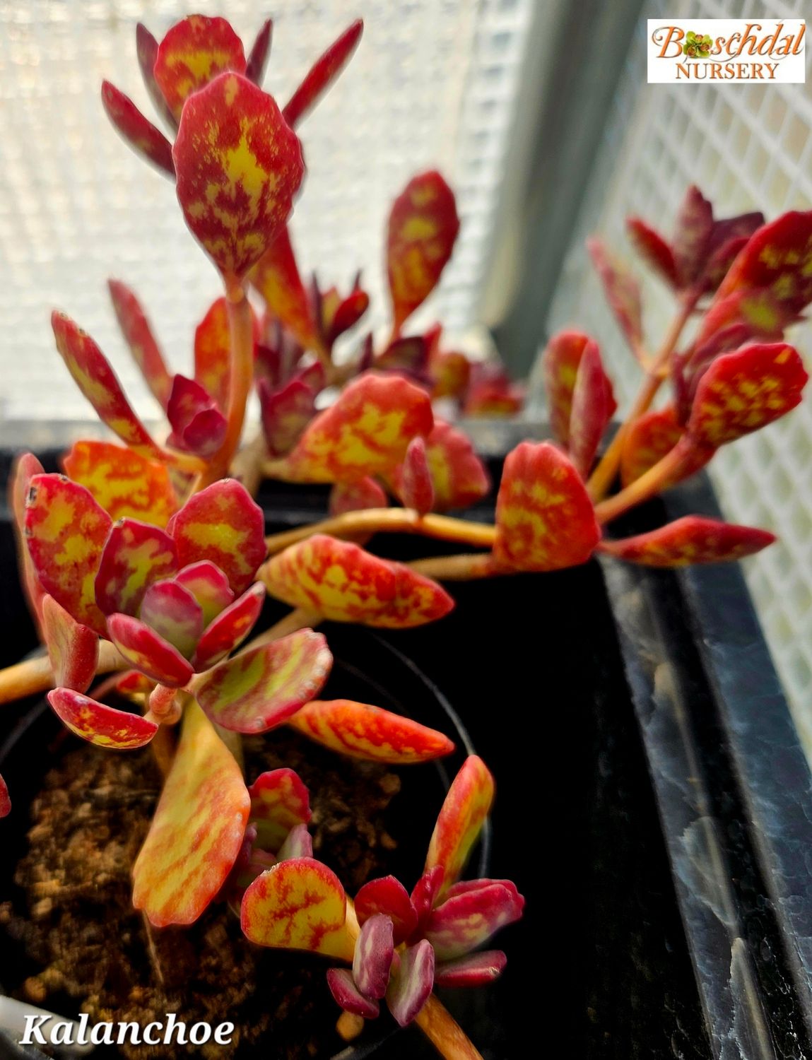 Kalanchoe