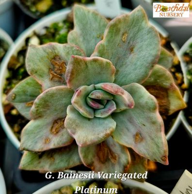 Graptopetalum Bainesii Platinum Variegated