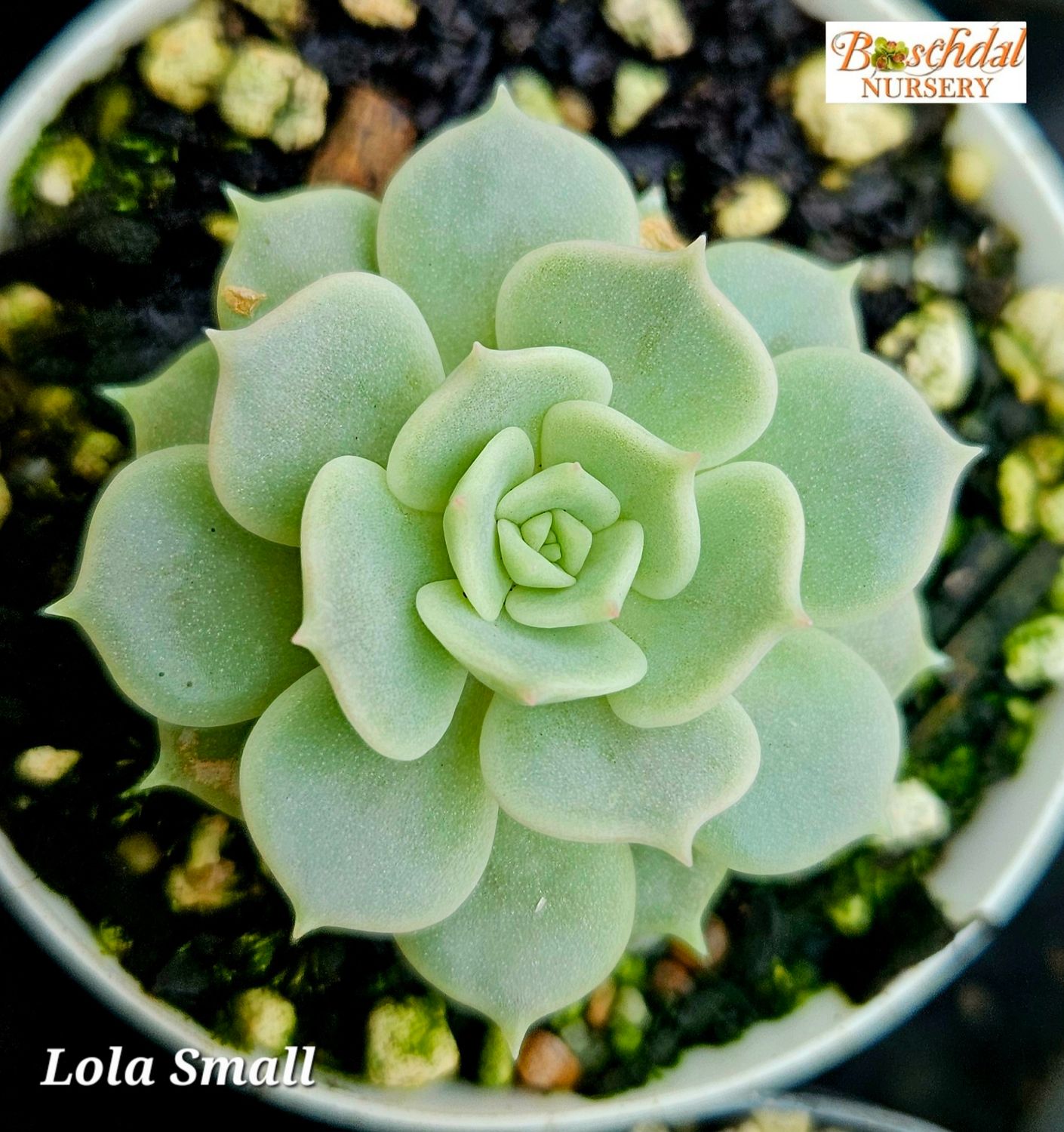 Echeveria Lola