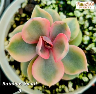 Echeveria Rainbow