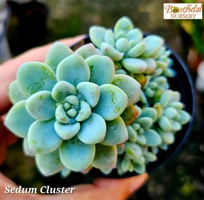 Sedum Cluster