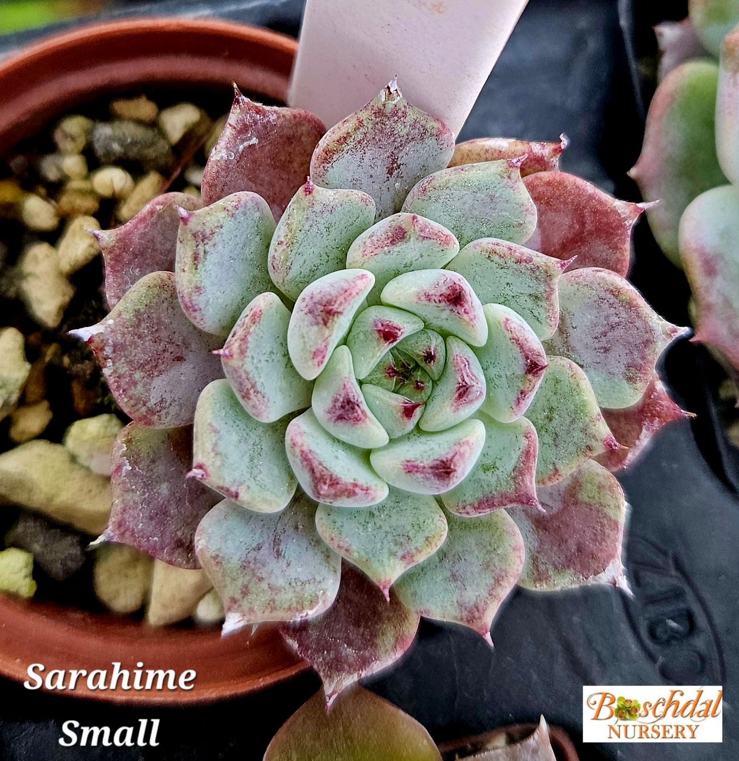Echeveria Sarahime