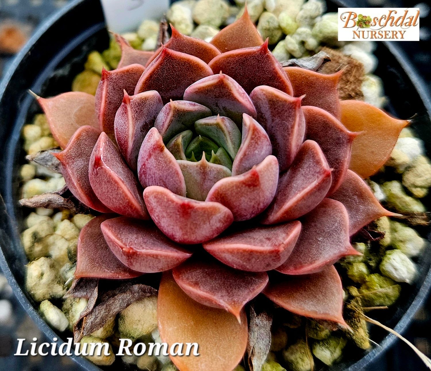 Echeveria Licidium Roman