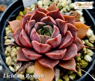 Echeveria Licidium Roman Echeveria Licidium Roman