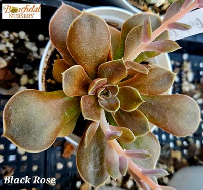Echeveria Black Rose