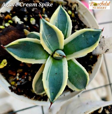 Agave Cream Spike