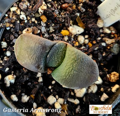 Gasteria Armstrong