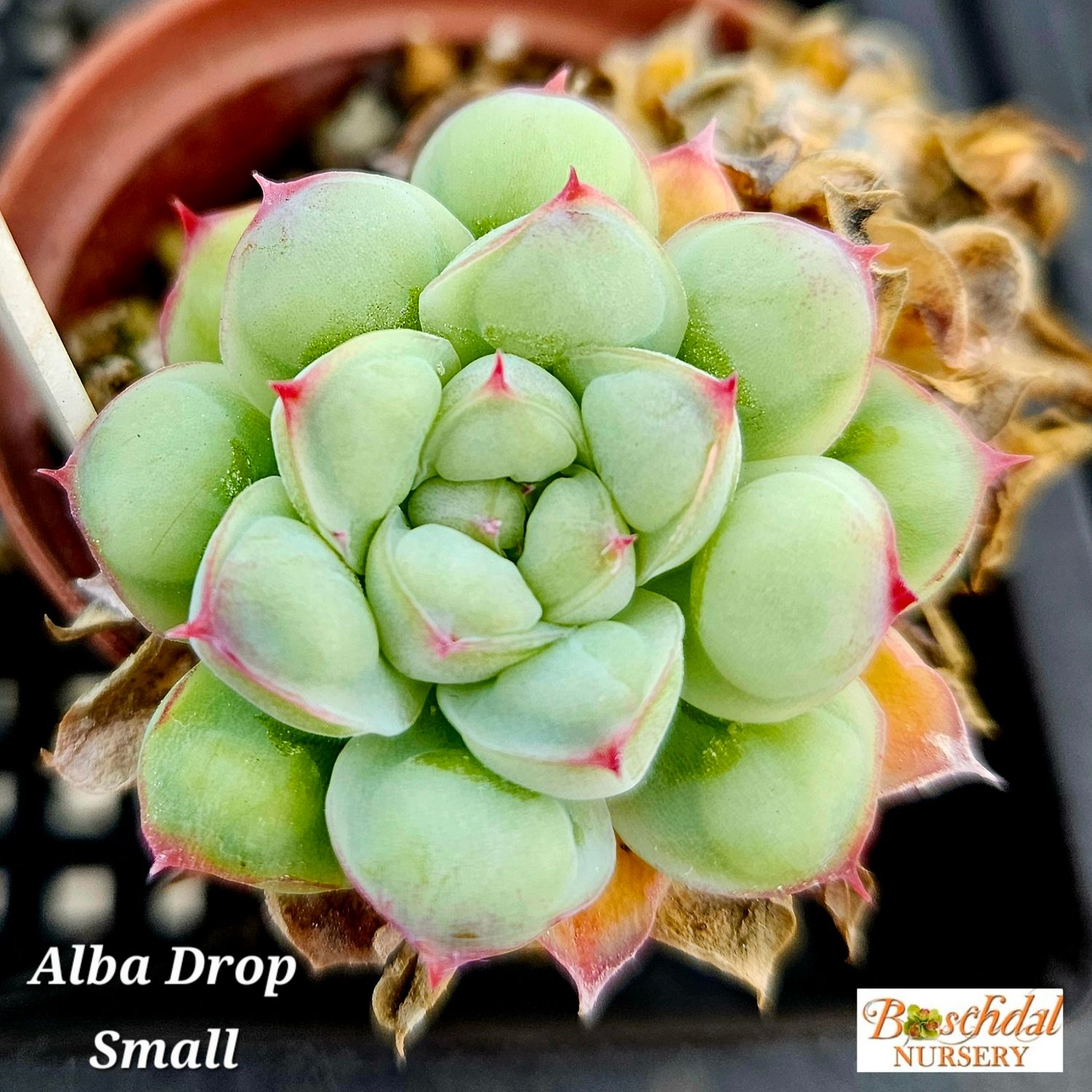 Echeveria Alba Drop