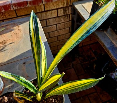 Sanseveria Golden Flame