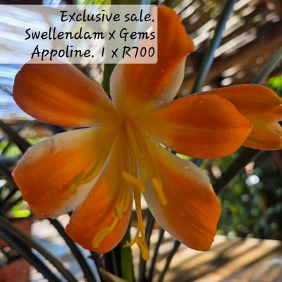 Clivia Swellendam yellow x Gems Appoline