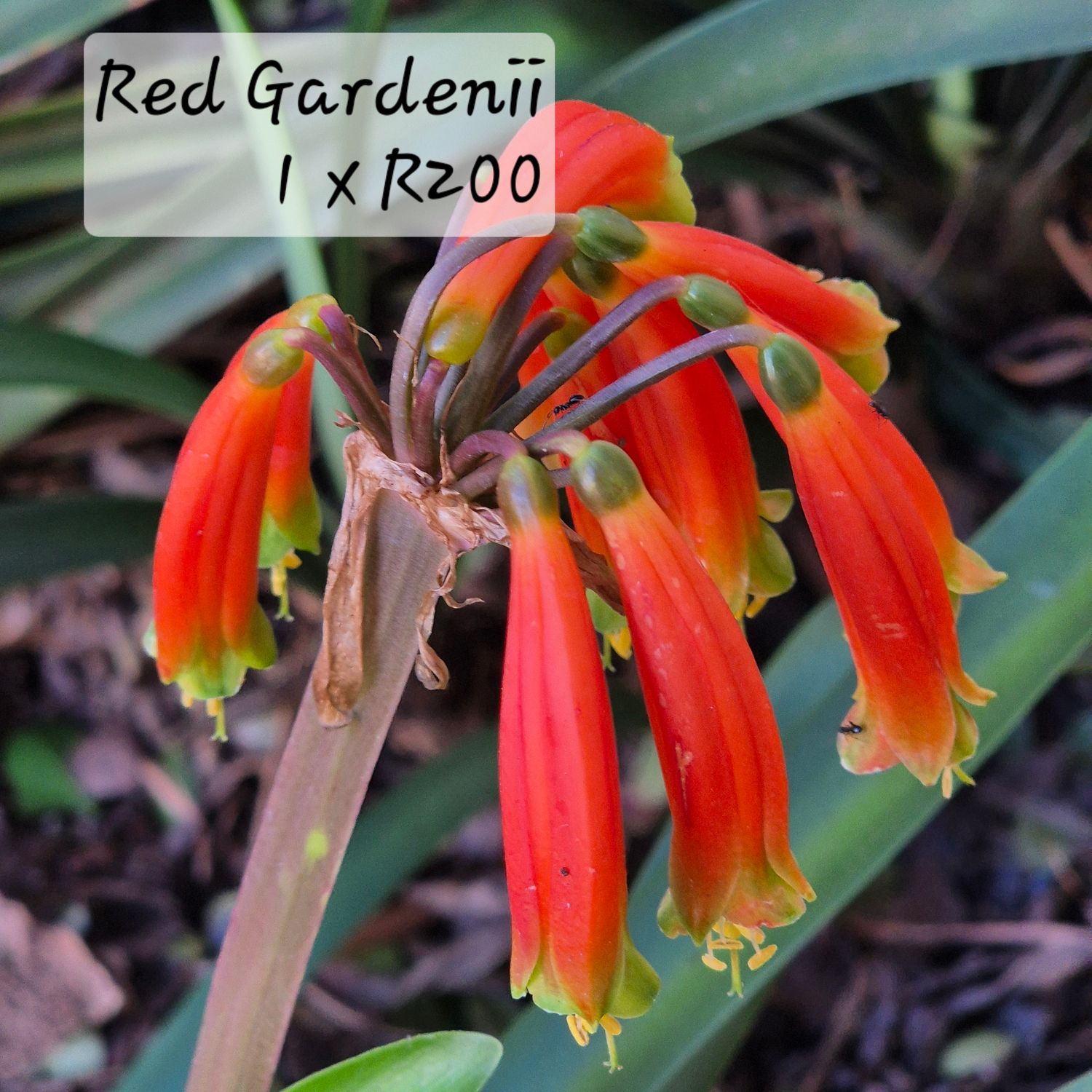 Clivia Gardenii Red