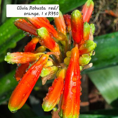 Clivia Robusta orange.