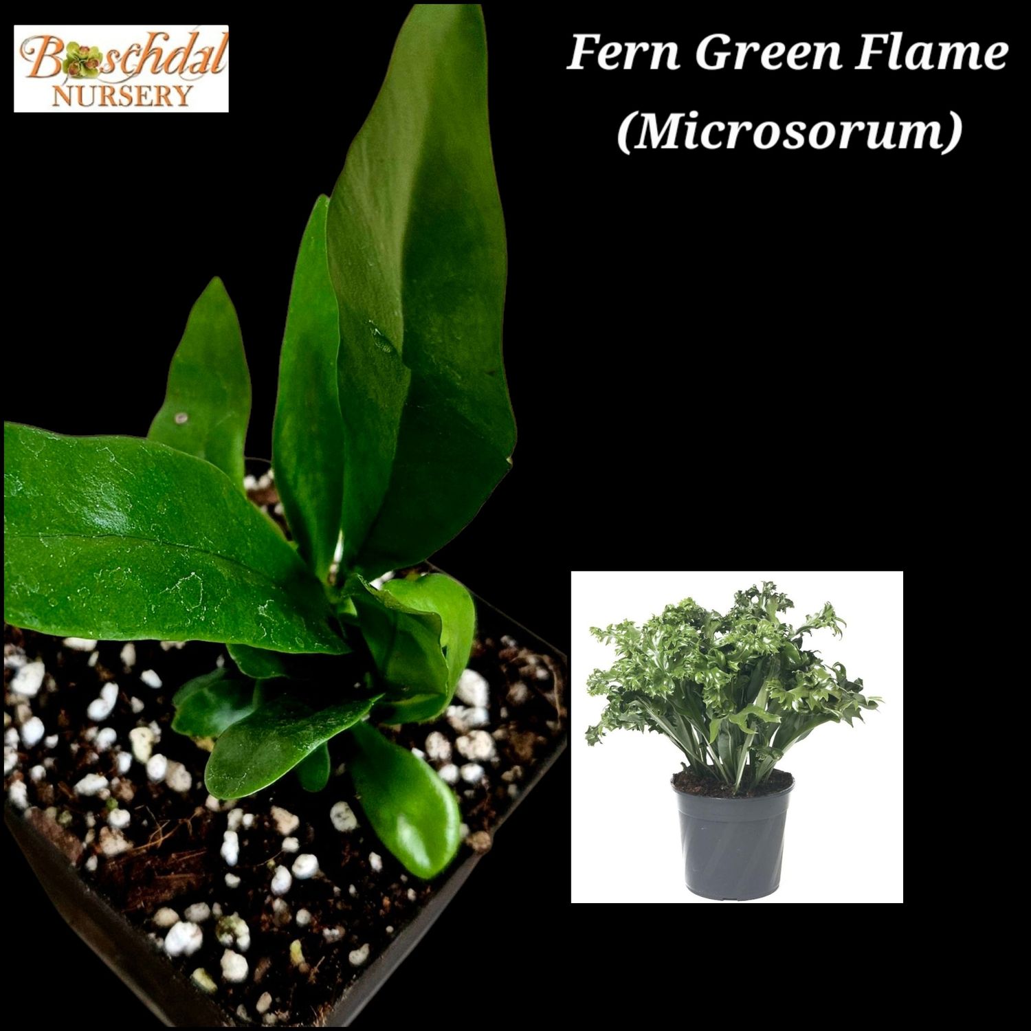 Fern Green Flame