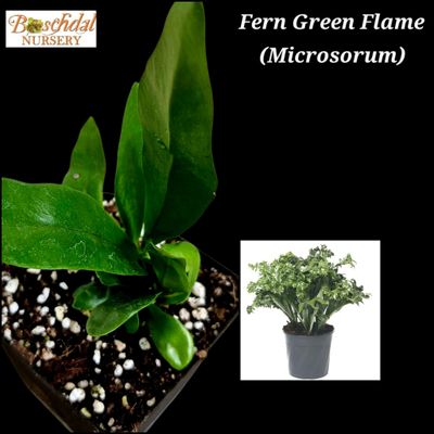 Fern Green Flame