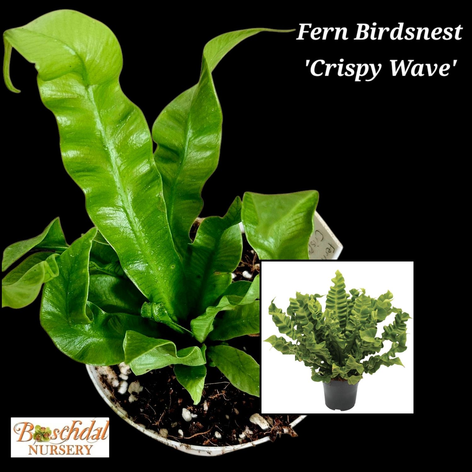 Fern Crispy Wave