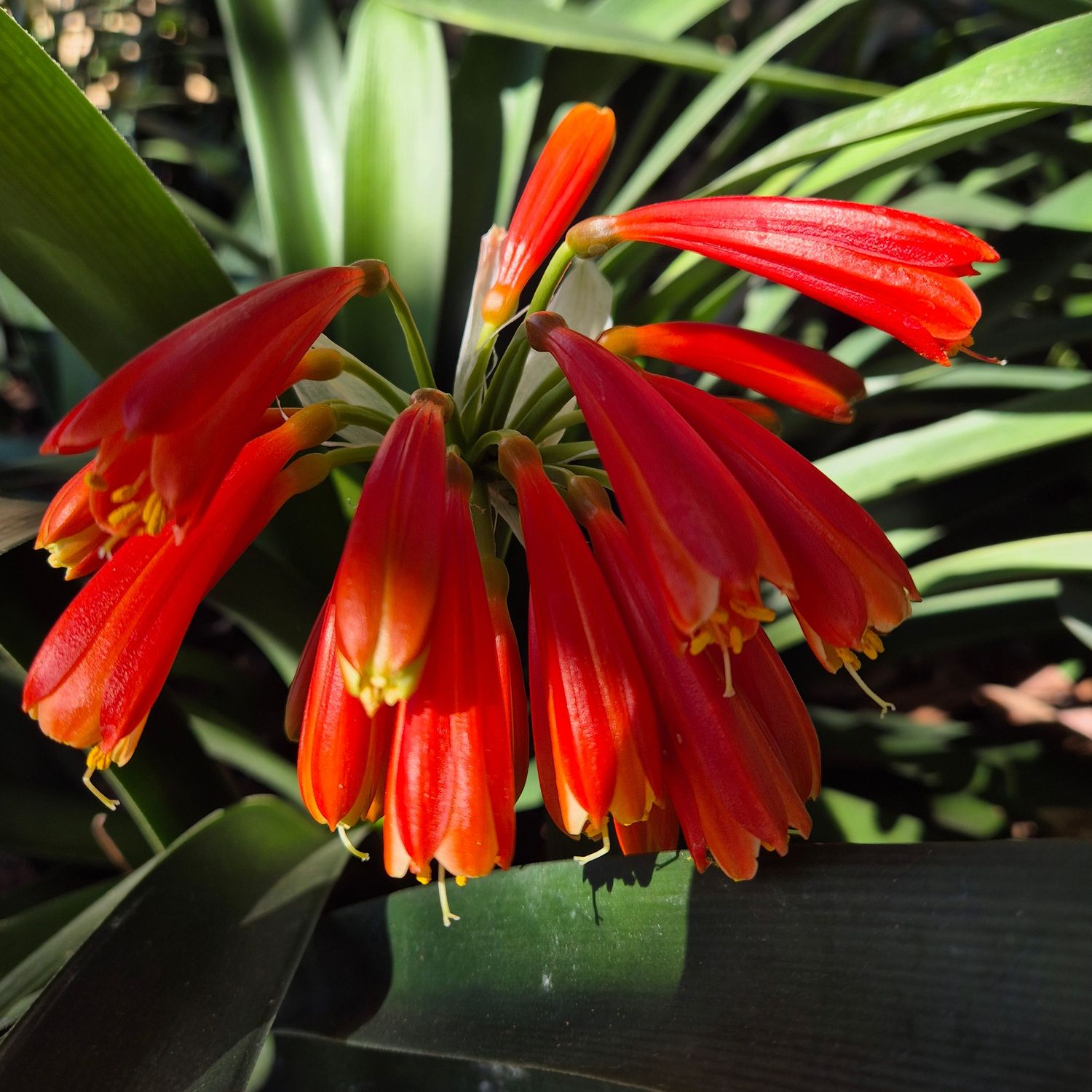 Clivia red interspecific