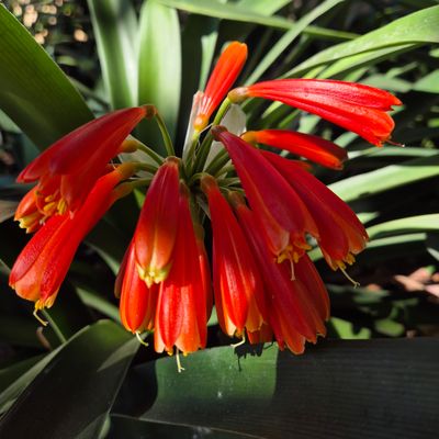 Clivia red interspecific