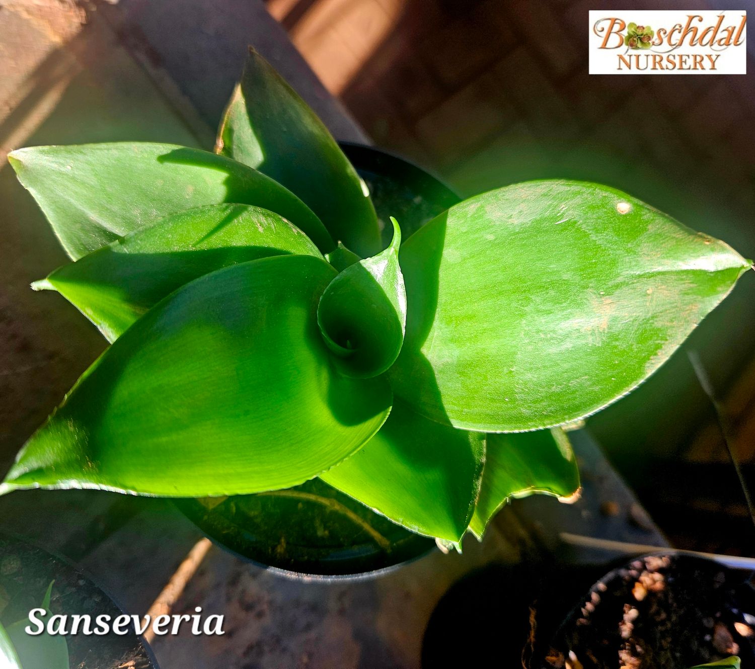 Sanseveria Green
