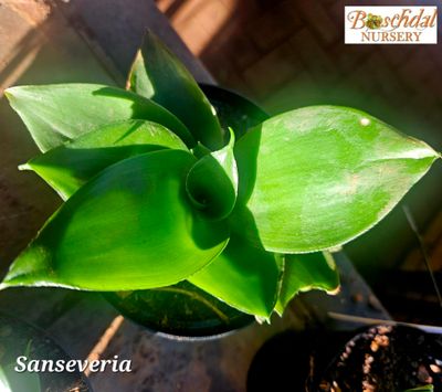 Sanseveria Green