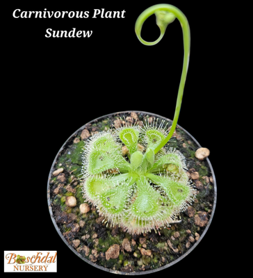 Sundew Carnivorous Plant
