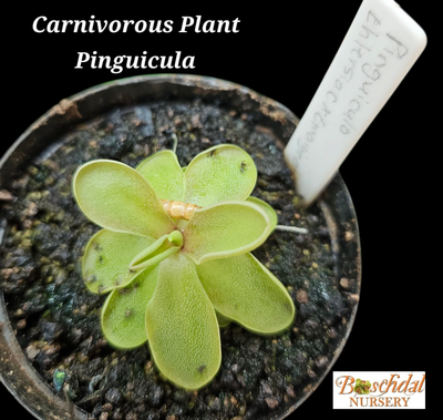 Pinguicula Carnivorous Plant