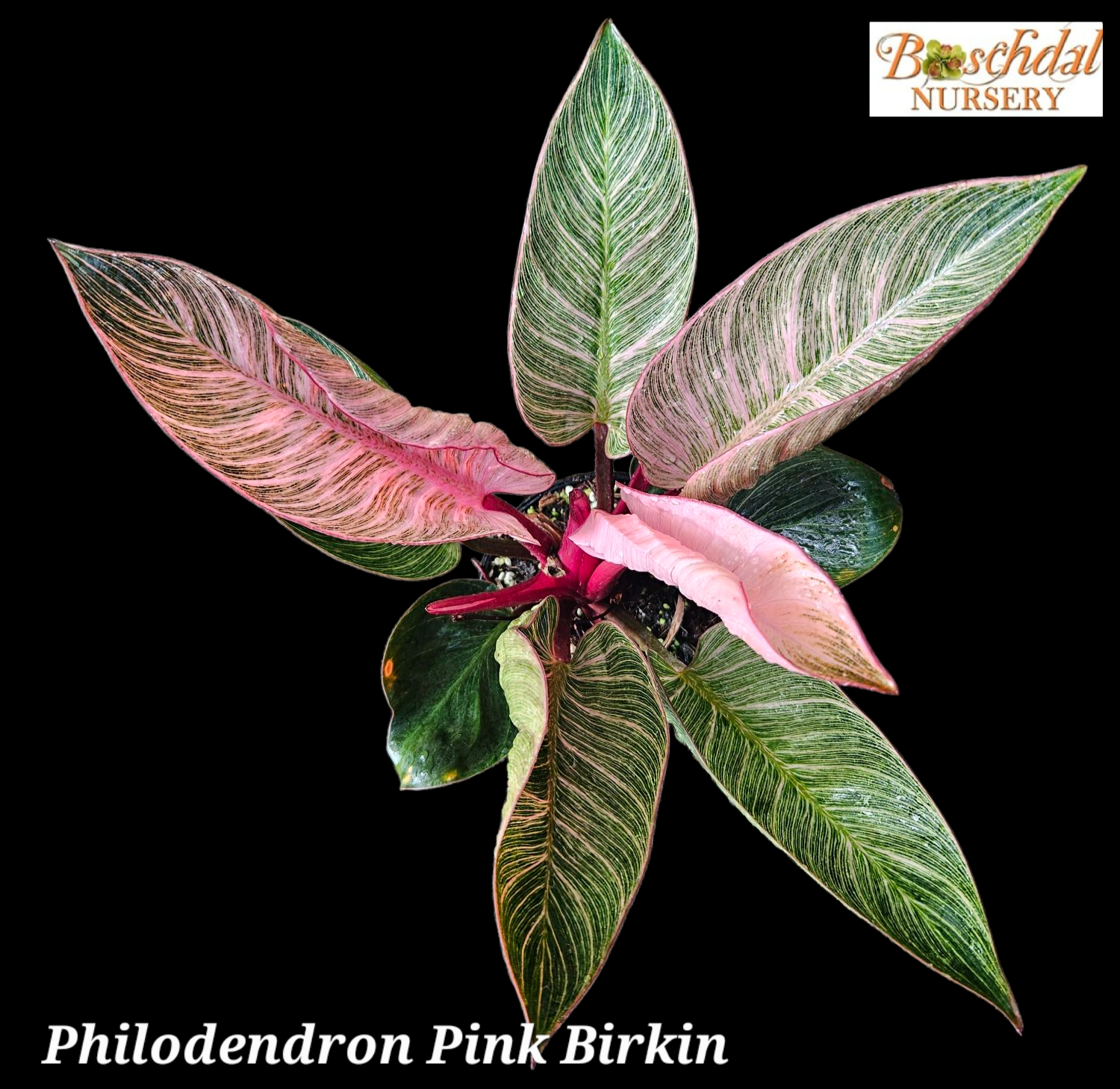 Philodendron Pink Birkin Large