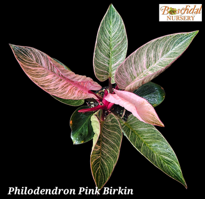 Philodendron Pink Birkin Large