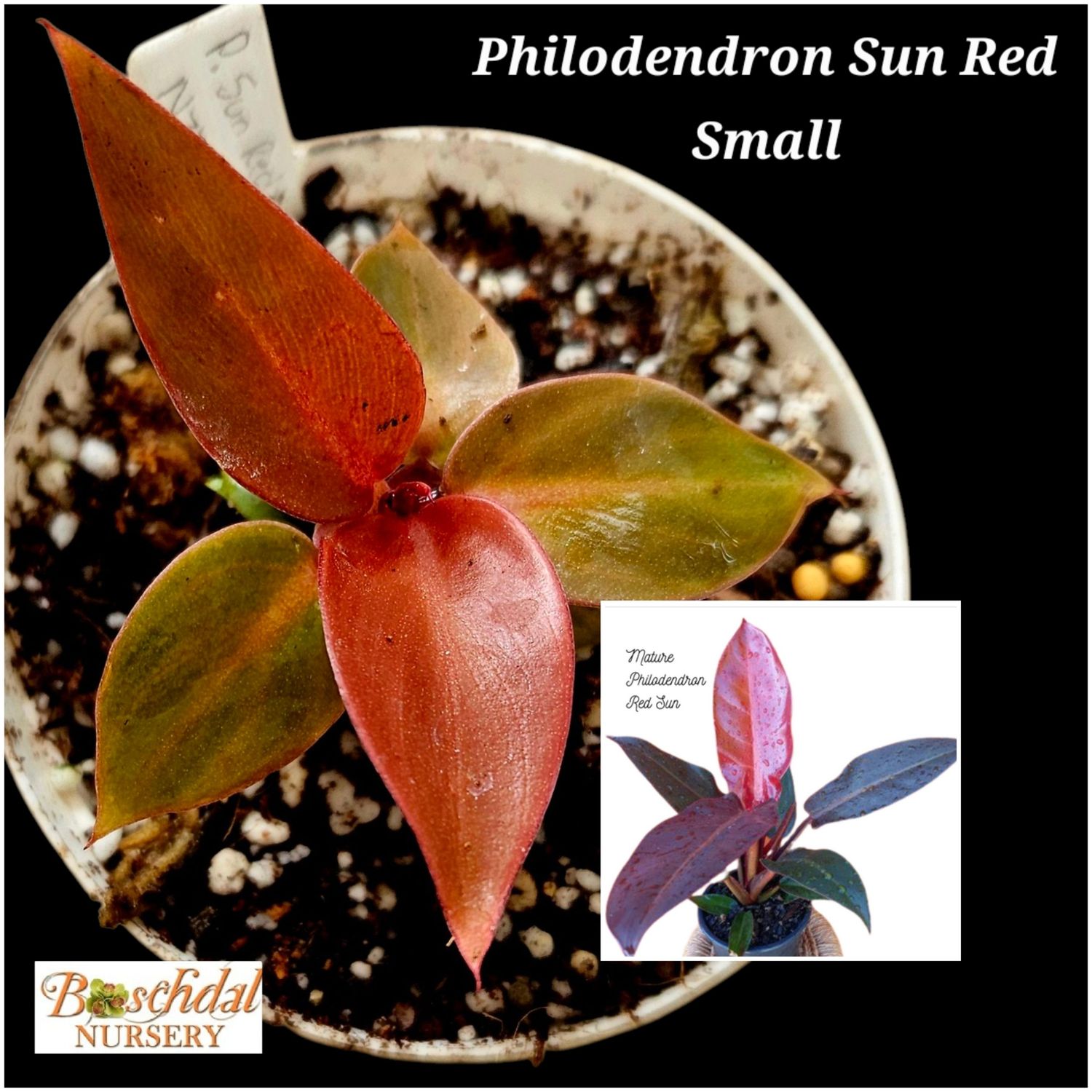 Philodendron Sun Red Small