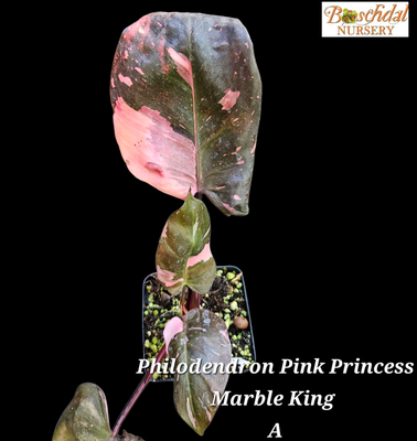 Philodendron Pink Princess Marble King