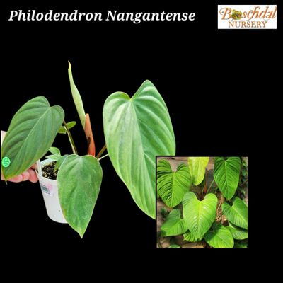 Philodendron Nangantense Fuzzy Petiole