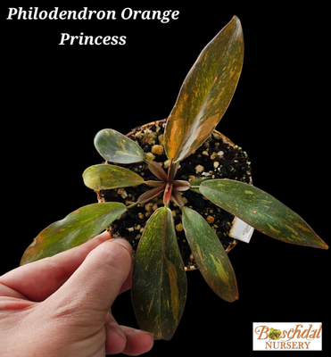 Philodendron Orange Princess