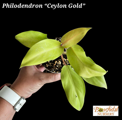 Philodendron Caylon Gold