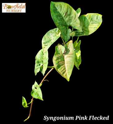 Syngonium Pink Flecked